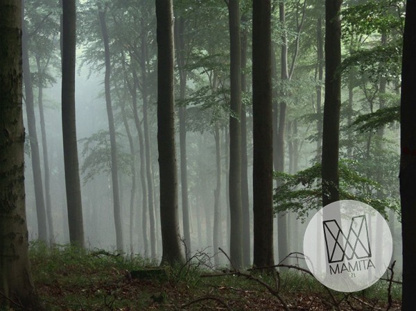 Fototapeta Salon 184 – las, drzewa, mgła, park