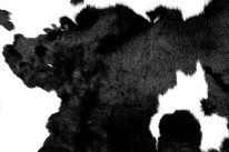 Fototapeta do kuchni 40 - krowa, skóra, naturalna