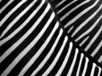 Fototapeta do kuchni 42 - zebra, pasy, zwierze, afryka