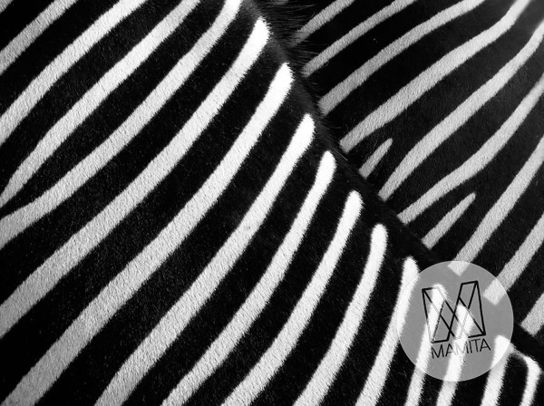 Fototapeta do kuchni 42 - zebra, pasy, zwierze, afryka