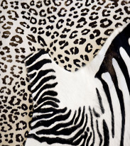 Fototapeta do kuchni 50 - zebra, skóra naturalna,