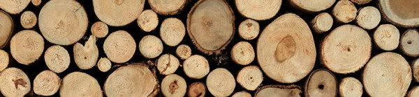 FOTOTAPETA Panorama kuchenna 59 - DREWNO , OPAŁ , SŁOJE , PNIE , LAS , NATURA