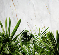 320_300_BOTANIC MARMUR